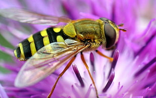 yellow and black insect on purple petaled flower