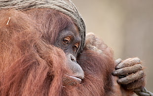 brown monkey, animals, monkey, orangutans HD wallpaper