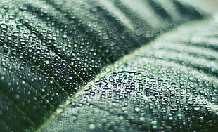 selective focus close-up photography of dewdrops on green leaf HD wallpaper