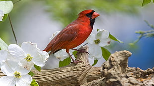 shallow focus of red bird on tree