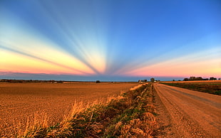 wheat field during sunset HD wallpaper