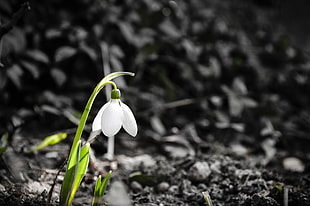 white snowdrop flower, spring, nature, plants
