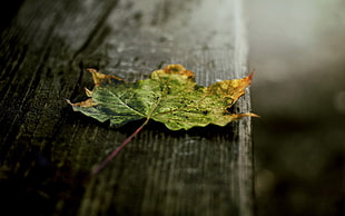 green and yellow leaf plant, photography, nature, leaves, wood