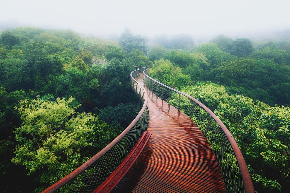 brown wooden bridge, trees, path HD wallpaper
