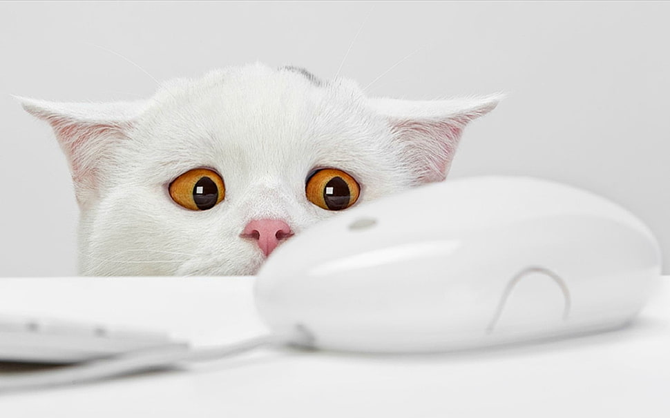 white fur cat HD wallpaper