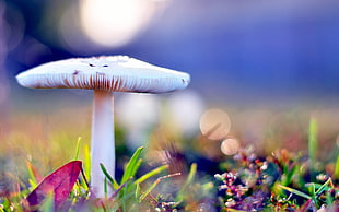 selective photography of white mushroom HD wallpaper