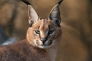 close-up photography of brown and white wild animal
