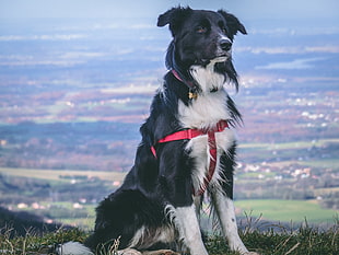 adult black and white border collie