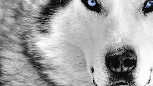white and gray wolf, animals, dog, Siberian Husky , closeup