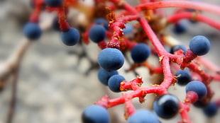 macro shot photography of blue berries