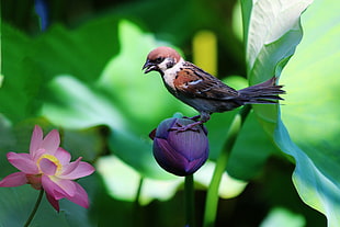 brown and black bird on top of purple flower