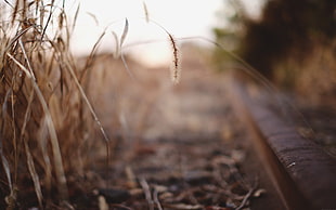 brown leaf, photography, depth of field, corn, spikelets