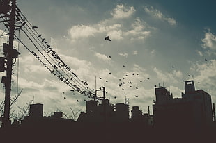 building, sky, birds