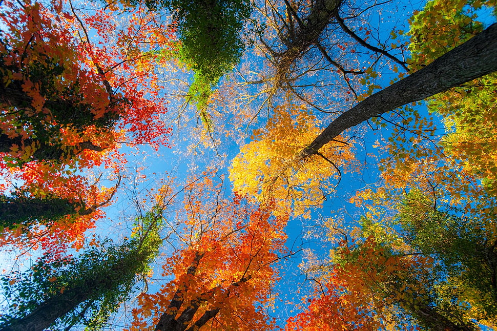 flowering trees outside, fall, trees HD wallpaper