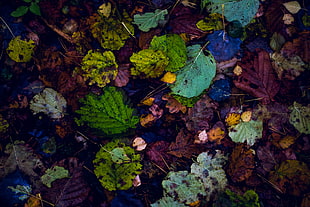 assorted-color leaves, Leaves, Autumn, Dry HD wallpaper