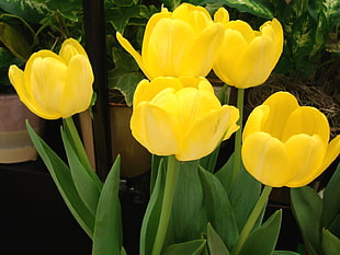 five yellow tulips flowers