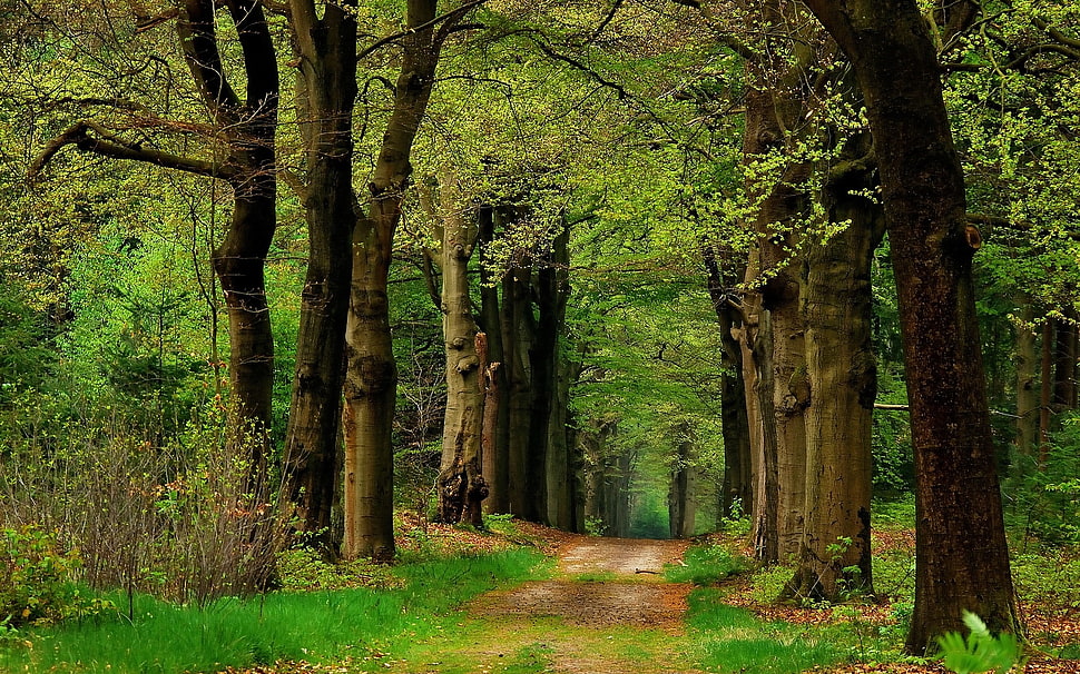 brown trees, landscape, trees HD wallpaper