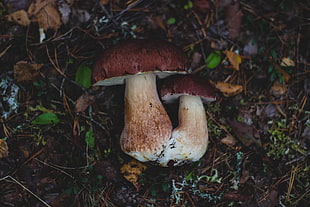 two brown-and-white wild mushrooms