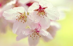 closeup photo of white Cherry Blossom flower with water droplets