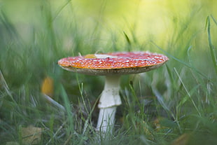 red and white mushroom in focus lens photography