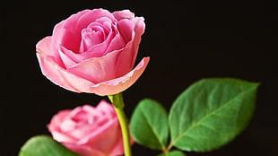 pink rose, rose, flowers, plants, leaves HD wallpaper