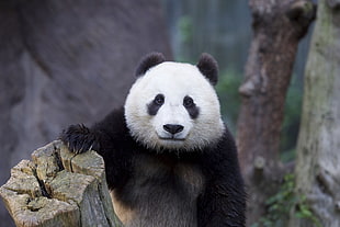 white and black panda, animals, panda HD wallpaper