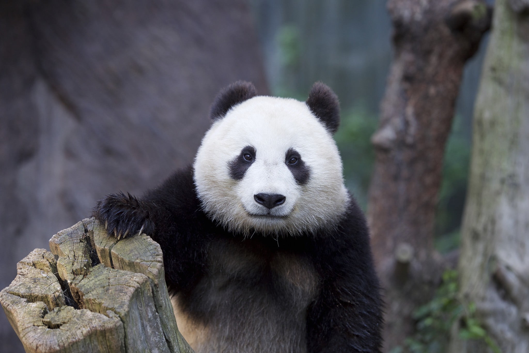 white and black panda, animals, panda
