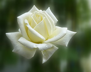 selective focus photography of white Rose