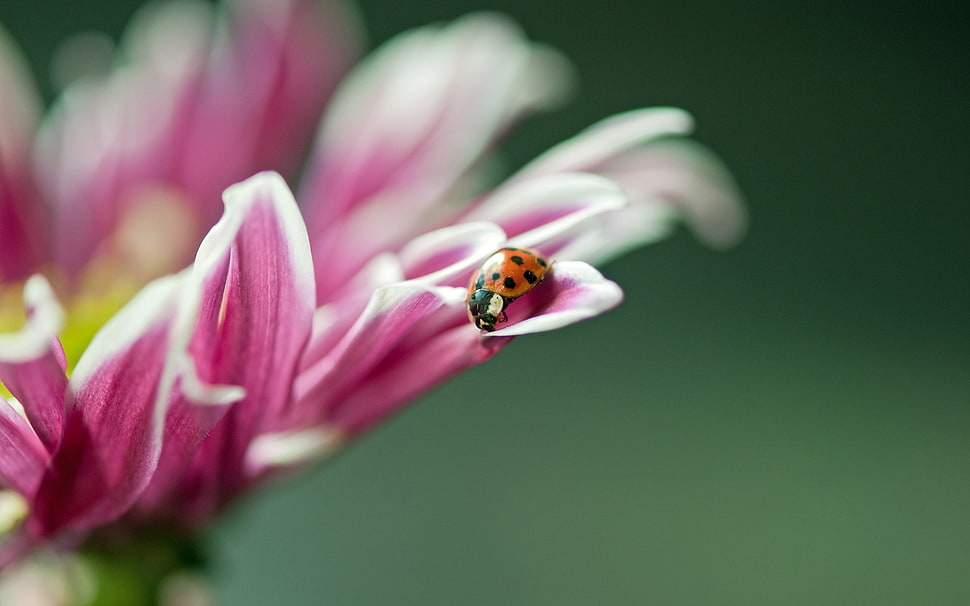 Ladybug on pink petaled flower HD wallpaper