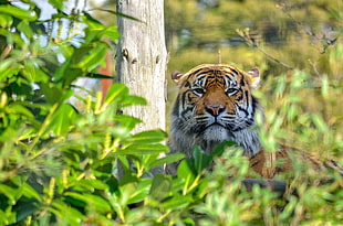 shallow focus photography of brown white and black tiger