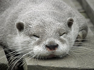 gray otter, Otter, Muzzle, Sleep HD wallpaper