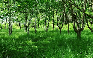 green grass with green trees at daytime