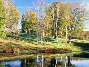 trees on grass field near body of water