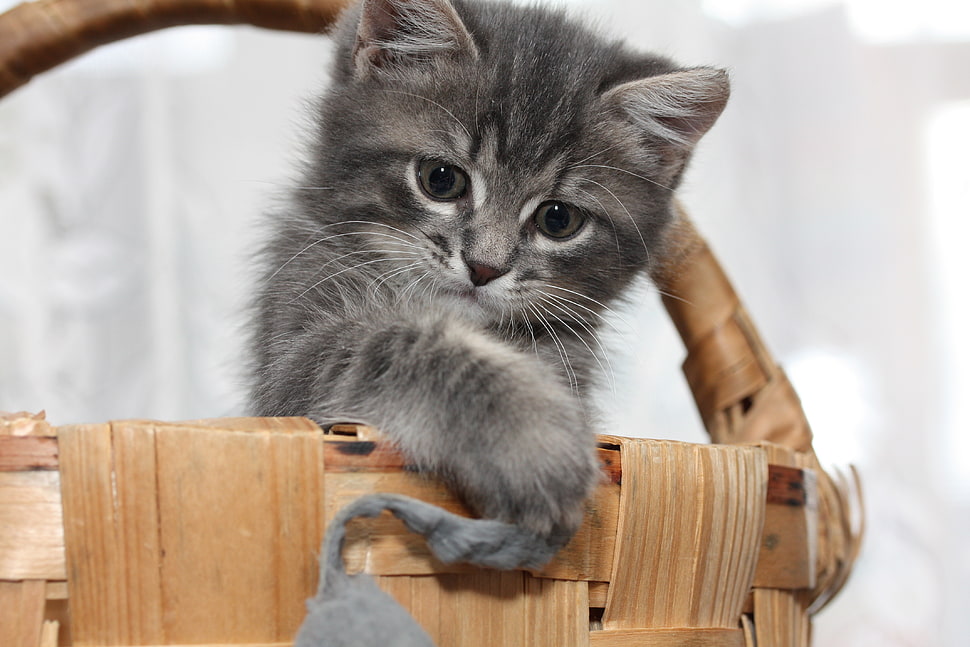 selective focus of gray cat inside basket HD wallpaper