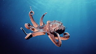 photo of octopus, animals, octopus, underwater