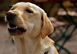adult yellow Labrador retriever