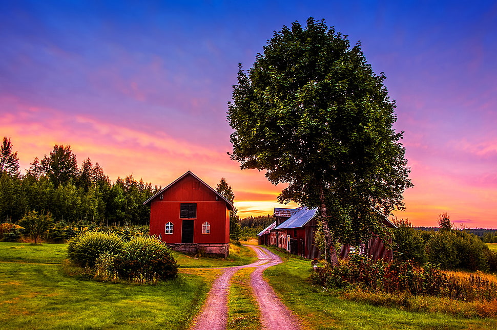 green leafed tree, landscape HD wallpaper