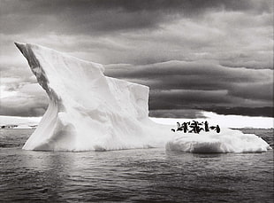 penguins on ice photography, nature, landscape, animals, ice