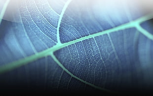 blue leaf plant HD wallpaper