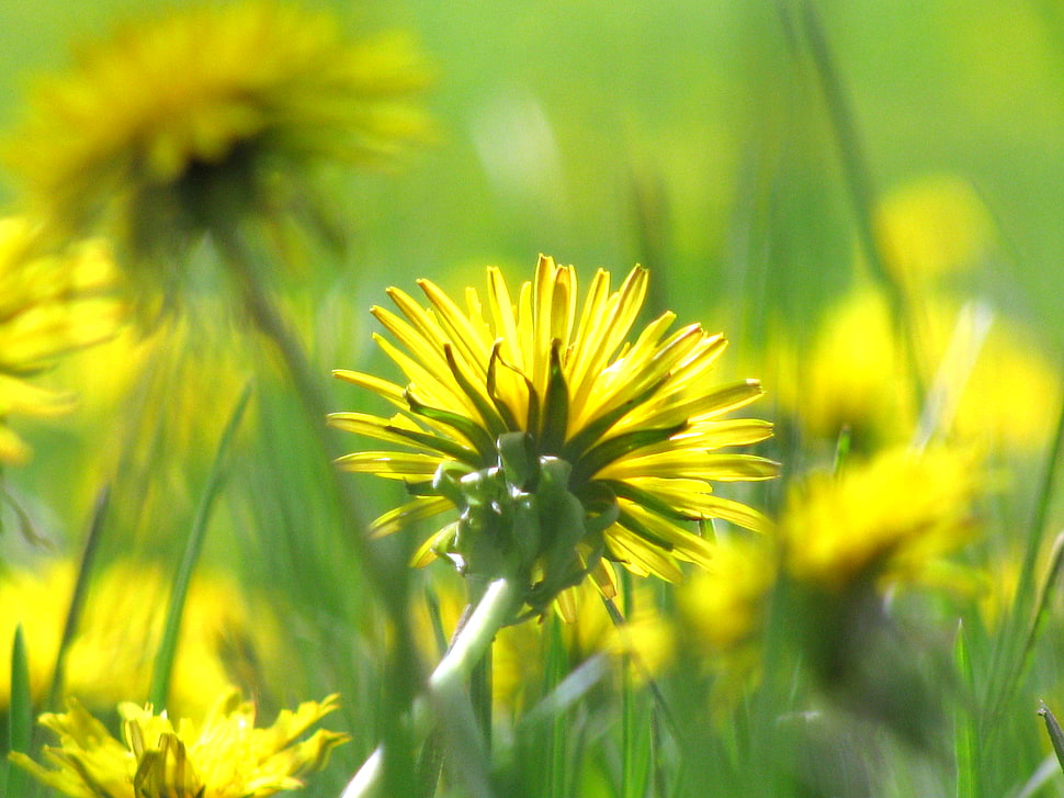 selective focus photography of Sunflower in bloom HD wallpaper