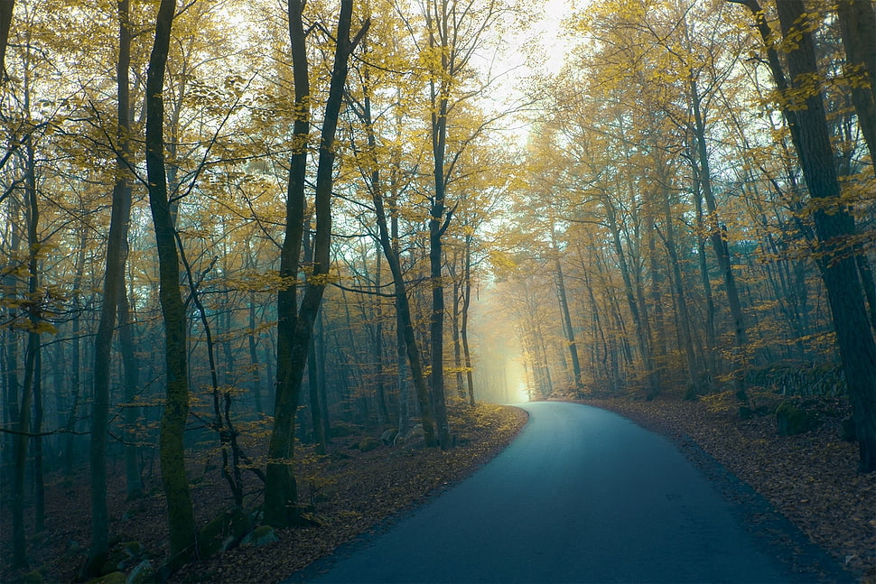 brown and black tree branch, forest, trees, road HD wallpaper