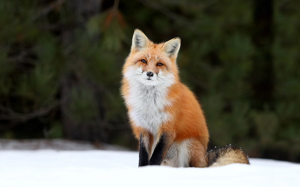 white and brown fox in snow HD wallpaper