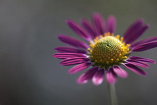 purple petaled flower in self-focus photography, daisy