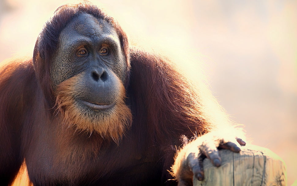 brown and black ape HD wallpaper