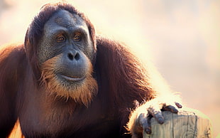 brown and black ape HD wallpaper