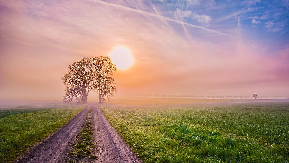 bare tree, landscape, nature, path, trees HD wallpaper