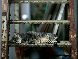 brown tabby cat sleeping on gray metal stair
