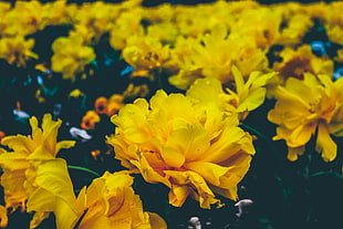 yellow petaled flowers, Flowers, Yellow, Buds HD wallpaper