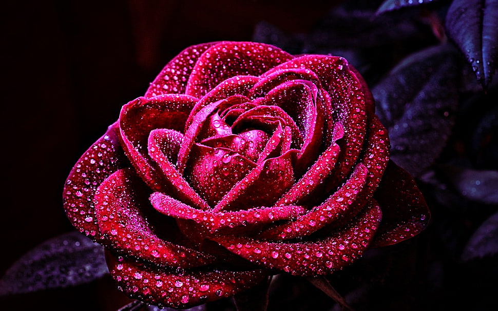 red rose flower, flowers, nature, macro, rose HD wallpaper