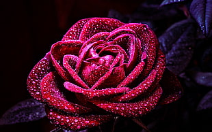 red rose flower, flowers, nature, macro, rose HD wallpaper